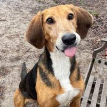 ABBA -  Hound Dog for Adoption in Aldie, Virginia - ABBA | PetCurious