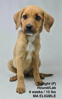 TWILIGHT -  Redbone Coonhound Dog for Adoption in Pomfret, Connecticut - TWILIGHT | PetCurious