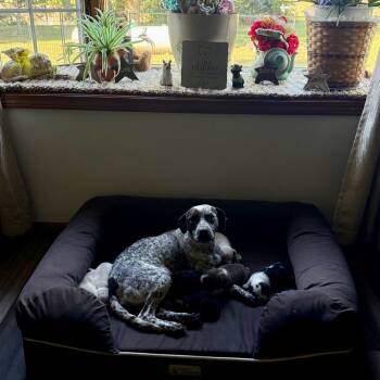 Rescue German Shorthaired Pointer Dogs for Adoption in Normal, Illinois - Sweet Caroline | PetCurious
