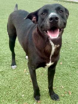 Zoey -  Mixed Breed Dog Available for Adoption in Port St. Joe, Florida - Zoey | PetCurious