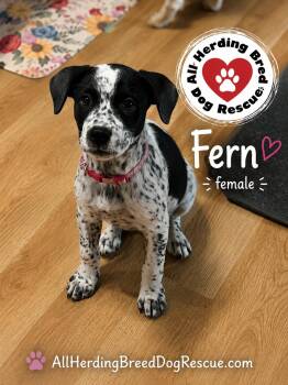 Fern -  Cattle Dog Dog for Adoption in Joliet, Illinois - Fern | PetCurious