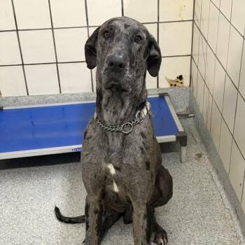 Great Dane Dogs Available for Adoption - Dan | PetCurious