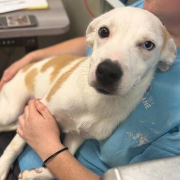 Spot -  Mixed Breed Dog for Adoption in Columbiana, Alabama - Spot | PetCurious