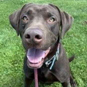Clyde -  Labrador Retriever Dog for Adoption in Orland Hills, Illinois - Clyde | PetCurious
