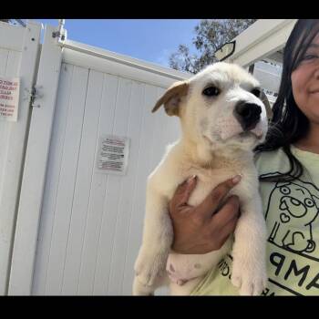 Timber -  Australian Shepherd and Shar Pei Dog for Adoption in Rancho Santa Margarita, California - Timber | PetCurious