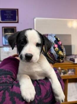 Mixed Breed Dogs Available for Adoption in West Chester, Pennsylvania - Nash | PetCurious