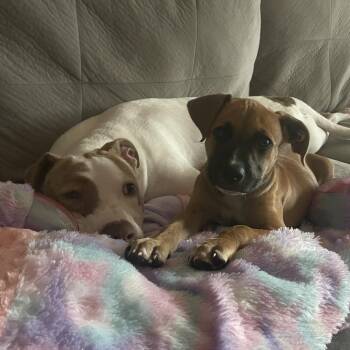 Chance -  Pit Bull Terrier and Mixed Breed Dog for Adoption in Northville, Michigan - Chance | PetCurious