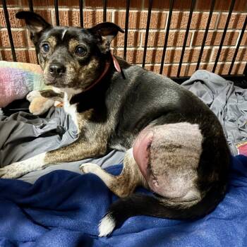 Rescue Mixed Breed Dogs for Adoption in Little Rock, Arkansas - Lucky Lola | PetCurious