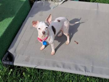 Chihuahua Dogs Available for Adoption in Mukwonago, Wisconsin - Winnie | PetCurious