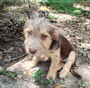 Liluna BR14582-T LOCAL Adoption Event in Burlington 8/22 -  Schnauzer and Border Terrier Dog for Adoption in Missouri City, Texas - Liluna BR14582-T LOCAL Adoption Event In Burlington 8/22 | PetCurious