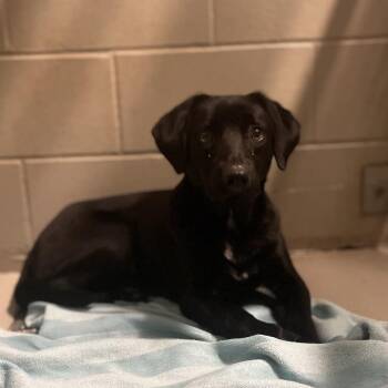 Mixed Breed Dogs Available for Adoption in Bismarck, North Dakota - Nibbles | PetCurious