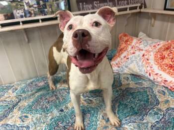 PUDDING -  Pit Bull Terrier Dog for Adoption in Charlotte, North Carolina - PUDDING | PetCurious