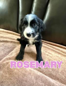 Rosemary -  Aussiedoodle Dog for Adoption in Shalimar, Florida - Rosemary | PetCurious