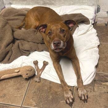 Asher -  Chocolate Labrador Retriever and Mixed Breed Dog for Adoption in Hopkinton, Massachusetts - Asher | PetCurious