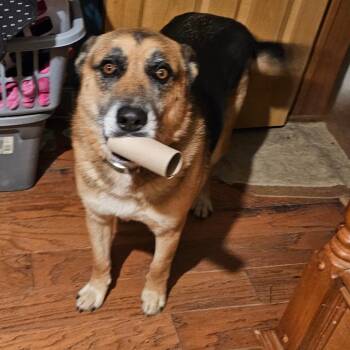Shepherd Dogs Available for Adoption in Mount Vernon, Arkansas - Deegan | PetCurious