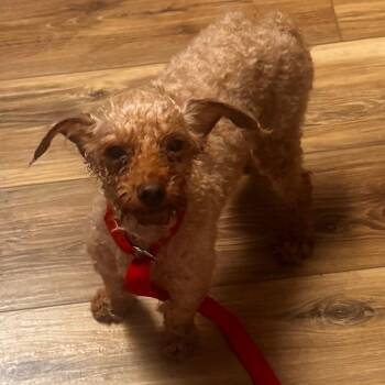 Silas -  Poodle Dog for Adoption in Cincinnati, Ohio - Silas | PetCurious