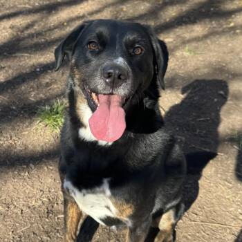 Border Collie Dogs Available for Adoption in Chester Springs, Pennsylvania - Calli | PetCurious