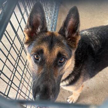 CoJo -  German Shepherd Dog Dog for Adoption in Lake Jackson, Texas - CoJo | PetCurious