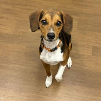 Clyde -  Beagle and Mixed Breed Dog for Adoption in Beaumont, Texas - Clyde | PetCurious