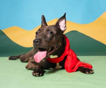 Shirley -  Mixed Breed Dog for Adoption in Atlanta, Georgia - Shirley | PetCurious