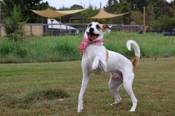 Cowboy -  Mixed Breed Dog for Adoption in Columbia, Tennessee - Cowboy | PetCurious
