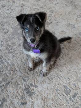 Gamora -  Husky and German Shepherd Dog Dog for Adoption in Waunakee, Wisconsin - Gamora | PetCurious
