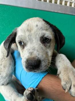A256466 -  Australian Cattle Dog Blue Heeler and Mixed Breed Dog for Adoption in Visalia, California - A256466 | PetCurious