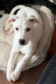 Eden (In New England) -  Labrador Retriever Dog for Adoption in Alexander, Arkansas - Eden (In New England) | PetCurious