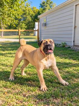 Amanda -  Mastiff Dog for Adoption in Nashville, Tennessee - Amanda | PetCurious