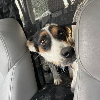 Lulu -  German Shepherd Dog Dog for Adoption in Clarksburg, Missouri - Lulu | PetCurious