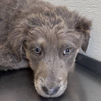 Mixed Breed Dogs Available for Adoption - 105283 | PetCurious