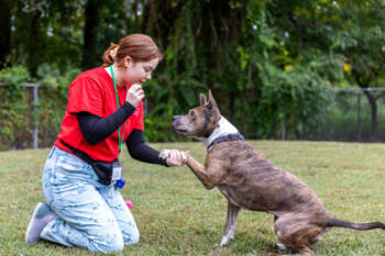 Rescue Mixed Breed Dogs for Adoption in West Chester, Pennsylvania - Cammi | PetCurious