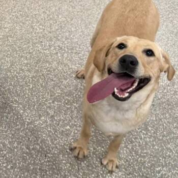 Yellow Labrador Retriever Dogs Available for Adoption - Ellie | PetCurious