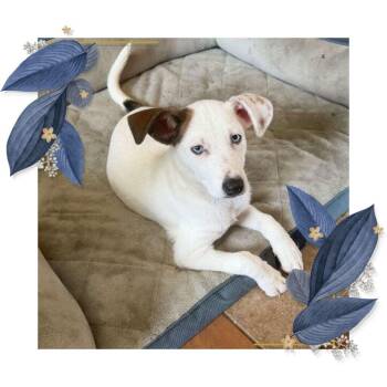 Padua -  Retriever Dog for Adoption in Fredericksburg, Virginia - Padua | PetCurious
