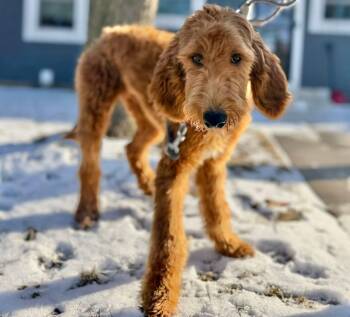 Goldendoodle Dogs Available for Adoption - COLIN   $425 | PetCurious
