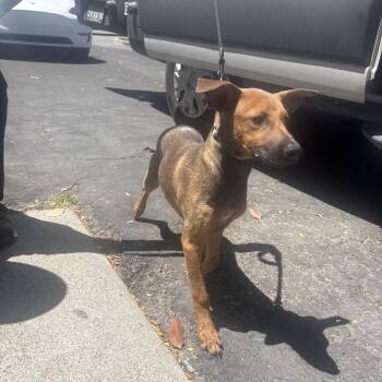 ADELINA -  Chihuahua and German Shepherd Dog Dog for Adoption in Richmond, California - ADELINA | PetCurious