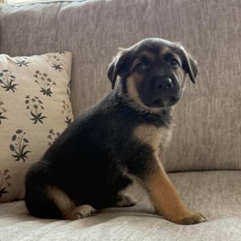 Hershey -  Shepherd and Labrador Retriever Dog for Adoption in Fort Worth, Texas - Hershey | PetCurious