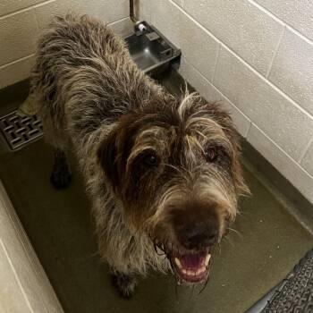 Clyde -  Irish Wolfhound Dog for Adoption in Harrisonburg, Virginia - Clyde | PetCurious