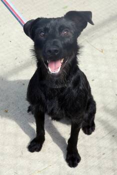 David -  Schnauzer and Labrador Retriever Dog for Adoption in Harrison, New York - David | PetCurious