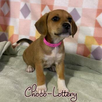 Choco-lottery -  Mixed Breed Dog for Adoption in Hillsboro, Ohio - Choco-lottery | PetCurious