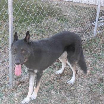 Rescue Husky Dogs for Adoption in Xenia, Ohio - Benji/Bear | PetCurious