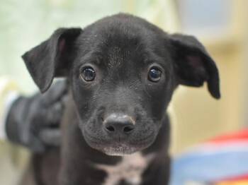 Ankeny -  Pit Bull Terrier and Labrador Retriever Dog for Adoption in Portland, Oregon - Ankeny | PetCurious