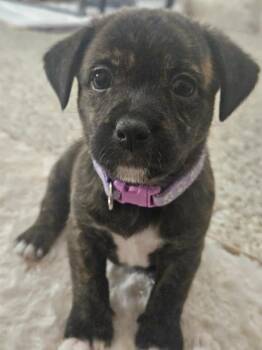 Miniature Poodle and Pit Bull Terrier Dogs Available for Adoption in Galt, California - Harper | PetCurious
