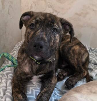 Pit Bull Terrier and Staffordshire Bull Terrier Dogs Available for Adoption in Columbia, Illinois - Toast | PetCurious