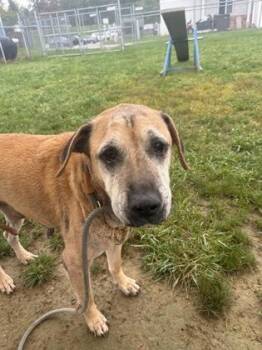 Trevor -  Mixed Breed Dog for Adoption in Fallston, Maryland - Trevor | PetCurious