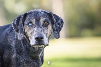 Catahoula Leopard Dog Dogs Available for Adoption in Charleston, South Carolina - River | PetCurious