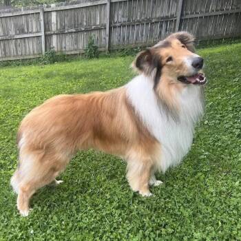 Duce -  Collie Dog for Adoption in Dublin, Ohio - Duce | PetCurious