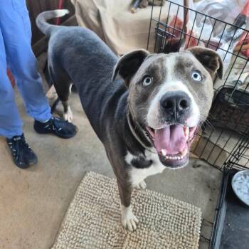 Julius -  Mixed Breed Dog for Adoption in Clarksville, Tennessee - Julius | PetCurious