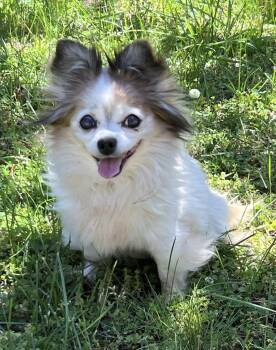 Chihuahua Dogs Available for Adoption in Norfolk, Virginia - Paloma | PetCurious