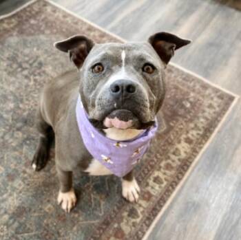 Aza Lou the Land Seal Sweetheart -  Pit Bull Terrier Dog for Adoption in Friendswood, Texas - Aza Lou The Land Seal Sweetheart | PetCurious